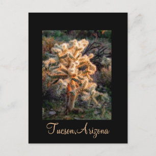 Carte Postale Cholla Tucson, Arizona