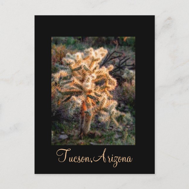 Carte Postale Cholla Tucson, Arizona (Devant)