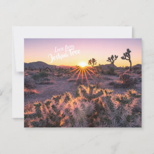 Carte Postale Cholla violet et orange Cactus Joshua Tree coucher