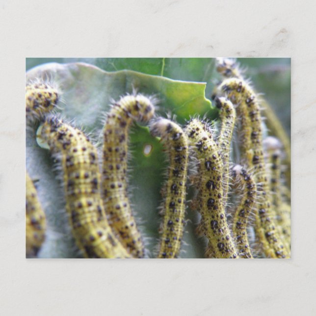 Carte postale Chou Blanc Caterpiliers (Devant)