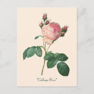Carte Postale Chou Rose Botanique Floral