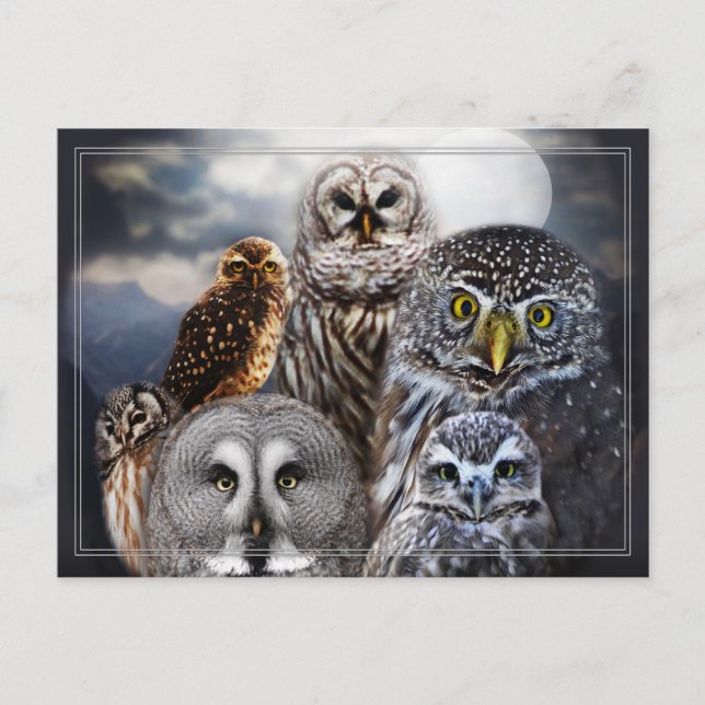 Carte Postale Chouette (Devant)