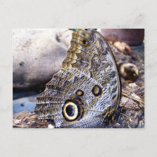 Carte Postale Chouette
