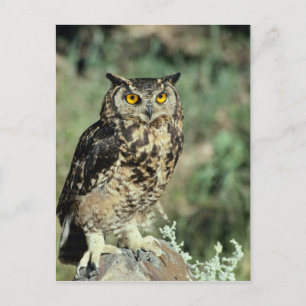 Carte Postale Chouette (9)