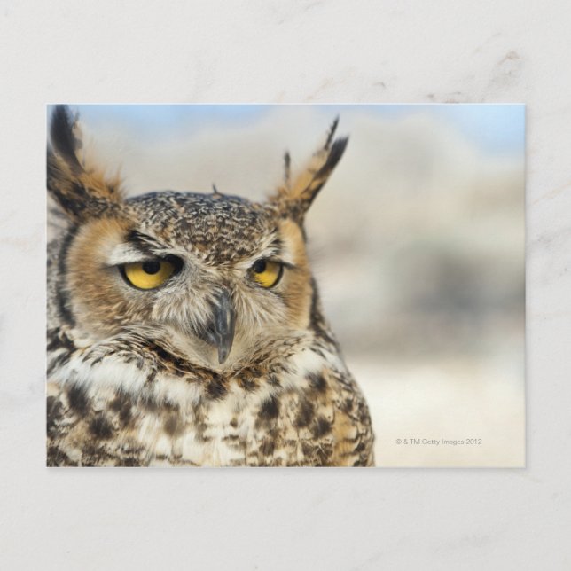 Carte Postale Chouette à cornes (Bubo virginianus) (Devant)