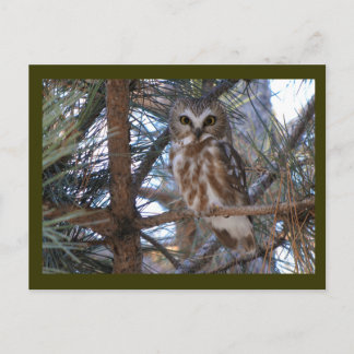 Carte Postale Chouette à mâchoires nordiques dans l'arbre à pins