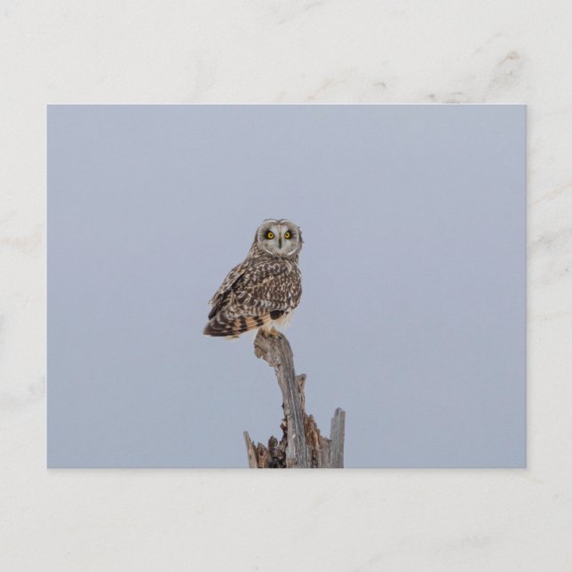 Carte Postale Chouette à oreilles courtes dans les Prairies de S (Devant)
