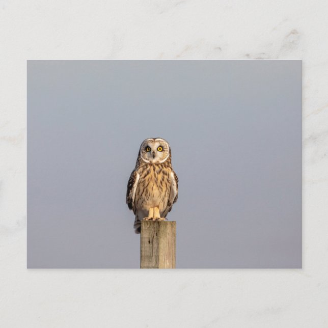 Carte Postale Chouette à oreilles courtes dans les Prairies de S (Devant)