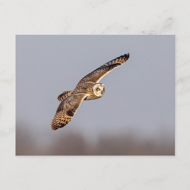 Carte Postale Chouette à oreilles courtes dans les Prairies de S (Devant)