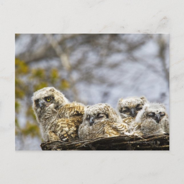 Carte Postale Chouette à quatre cornes (Bubo Virginianus) (Devant)