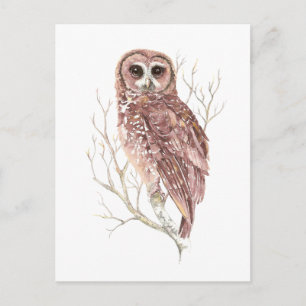 Carte Postale Chouette aquarelle, Oiseau, Nature, Faune
