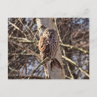 Carte Postale Chouette barrée dans un arbre à bouleau Photo