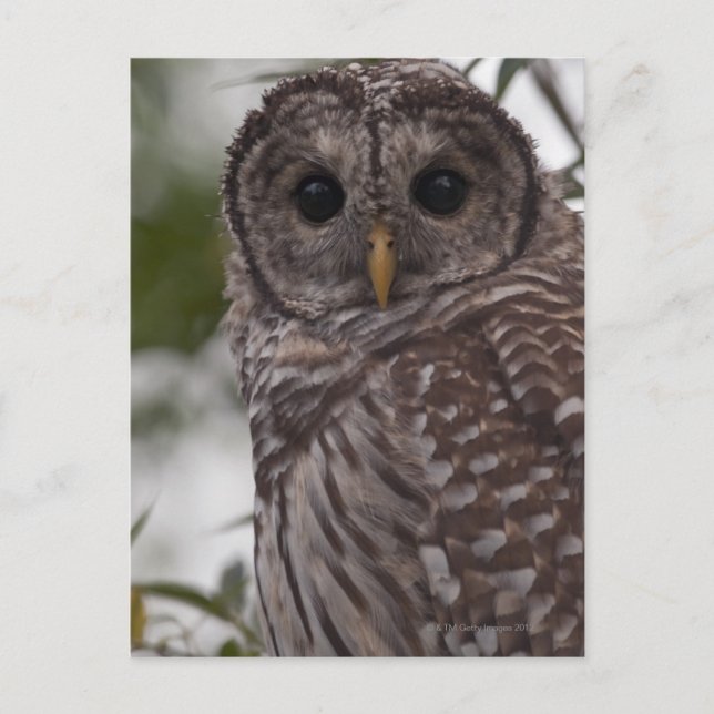 Carte Postale Chouette barrée juvénile (Strix varia) (Devant)