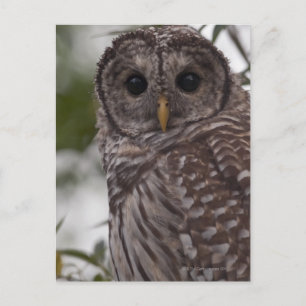 Carte Postale Chouette barrée juvénile (Strix varia)