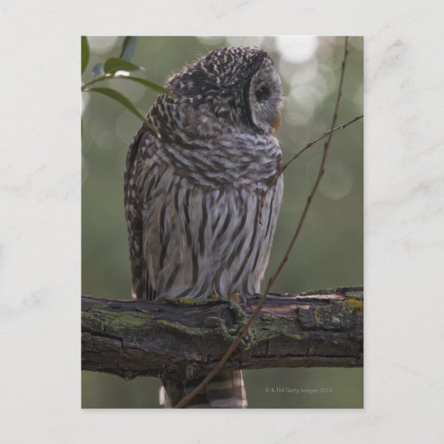 Carte Postale Chouette barrée juvénile (Strix varia) 2 (Devant)