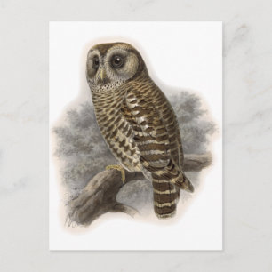 Carte Postale Chouette Brown