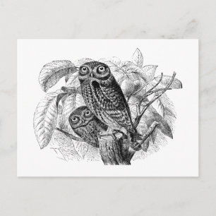 Carte Postale Chouette Chouette Arbre Gravure Vintage bois