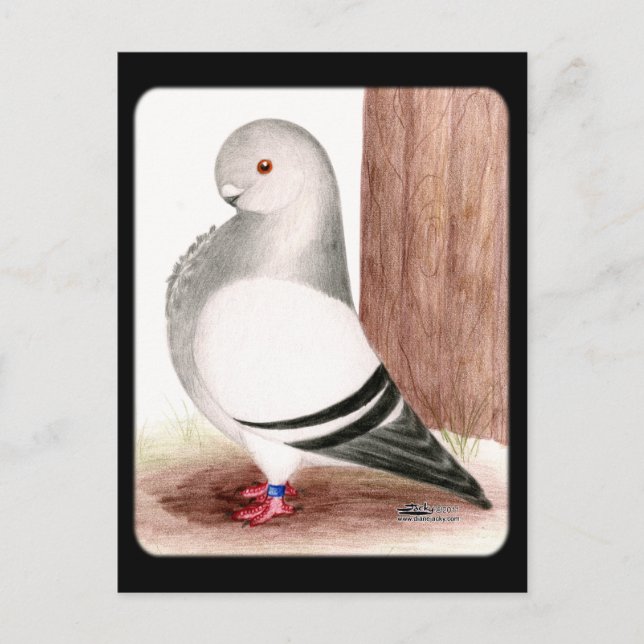 Carte Postale Chouette d'Afrique bleue Pigeon (Devant)