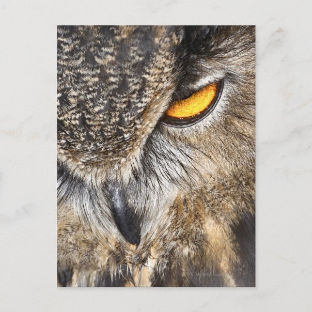 Carte Postale Chouette d'aigle d'Eurasie (Bubo bubo) (Devant)