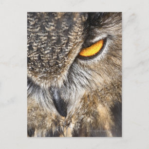 Carte Postale Chouette d'aigle d'Eurasie (Bubo bubo)