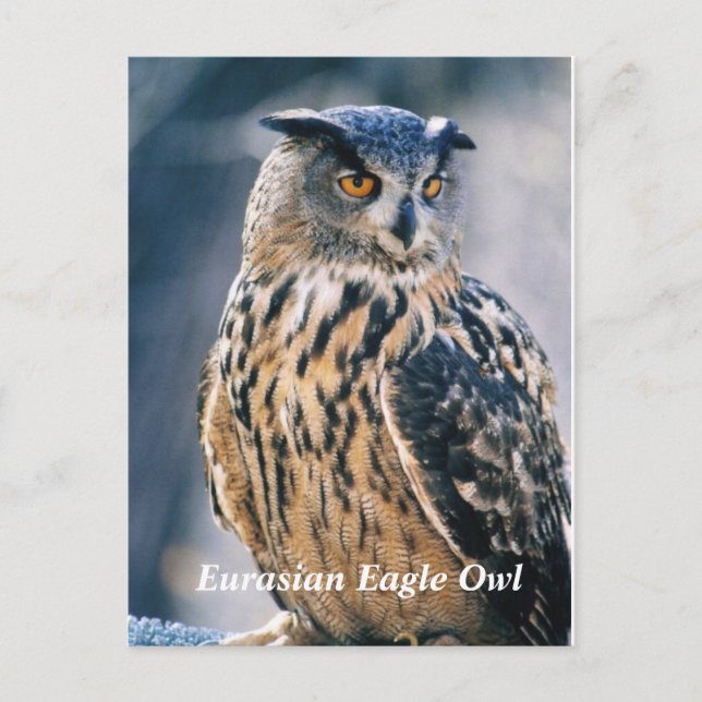 Carte Postale Chouette d'aigle eurasien (Devant)