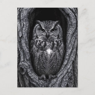 Carte Postale Chouette dans un arbre noir et blanc