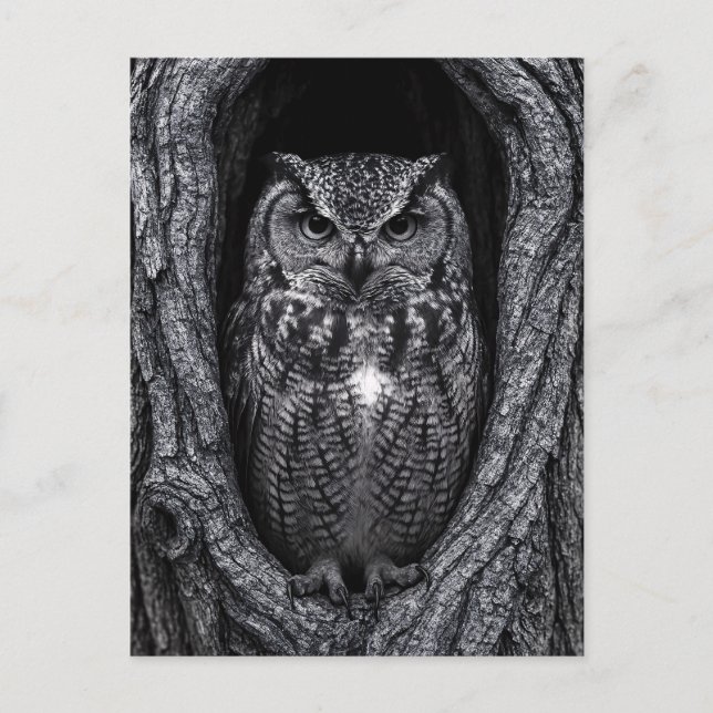 Carte Postale Chouette dans un arbre noir et blanc (Devant)