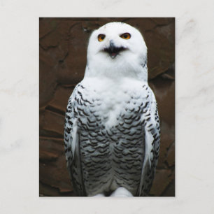 Carte Postale Chouette des neiges
