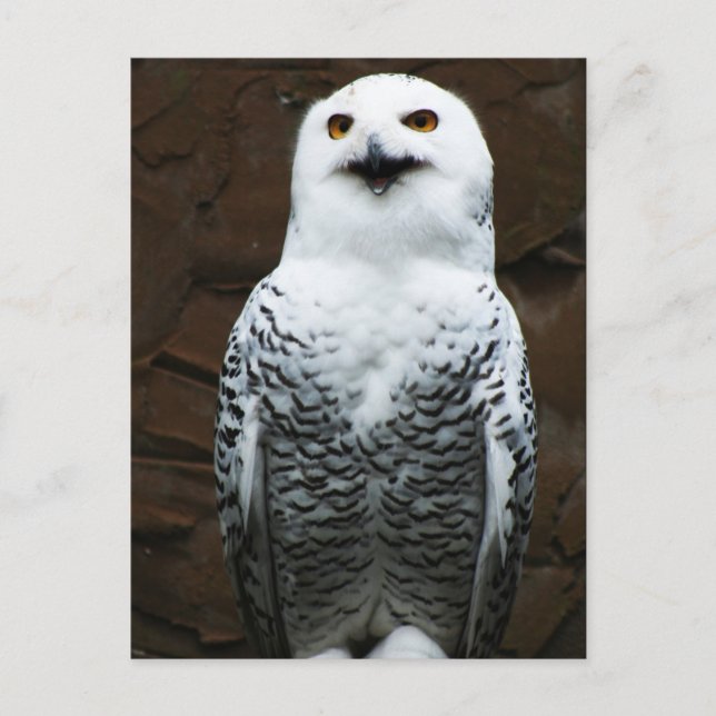 Carte Postale Chouette des neiges (Devant)