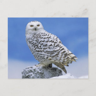 Carte Postale Chouette des neiges (Bubo scandiacus)