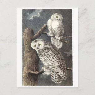Carte Postale Chouette des neiges par Audubon