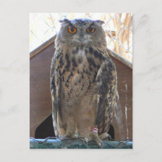 Carte Postale Chouette étoilée