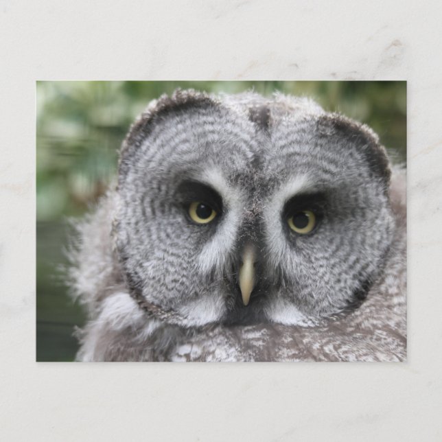 Carte Postale Chouette grise (Devant)