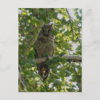 Carte Postale Chouette longue oreille dans l'arbre - asio otus