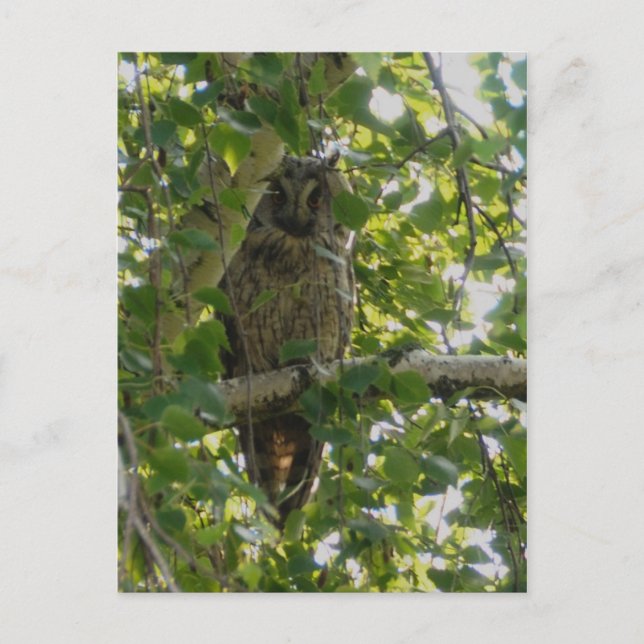 Carte Postale Chouette longue oreille dans l'arbre - asio otus (Devant)