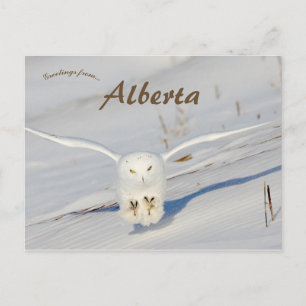 Carte Postale Chouette Neige À Albert Canada