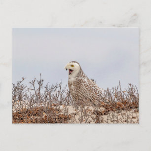 Carte Postale Chouette neige assise sur la plage
