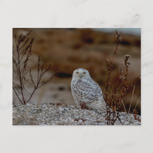 Carte Postale Chouette neige assise sur un rocher (Devant)