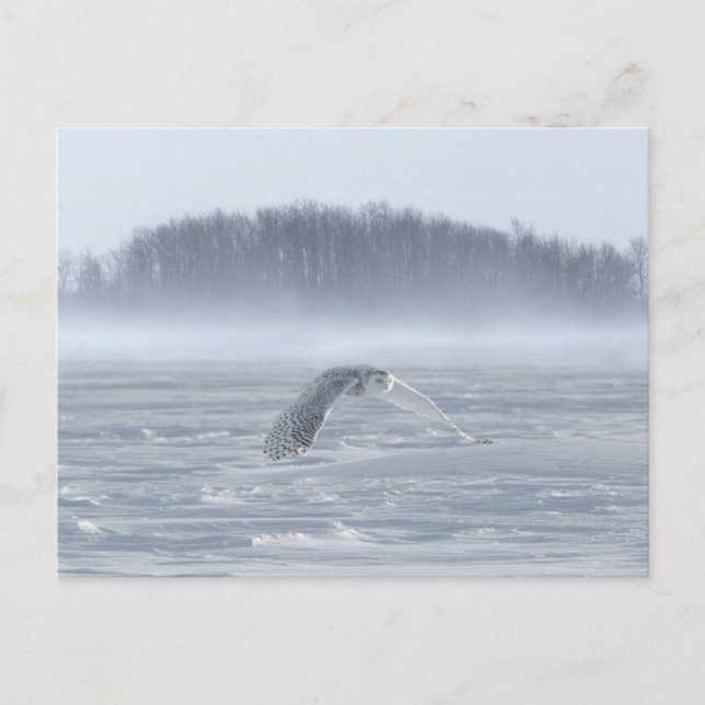 Carte Postale Chouette Neige Volant En Hiver (Devant)