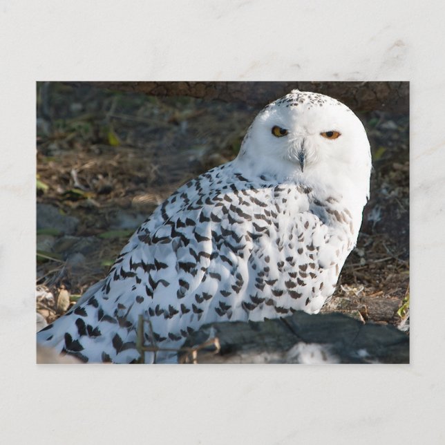 Carte postale Chouette neigeuse (Devant)