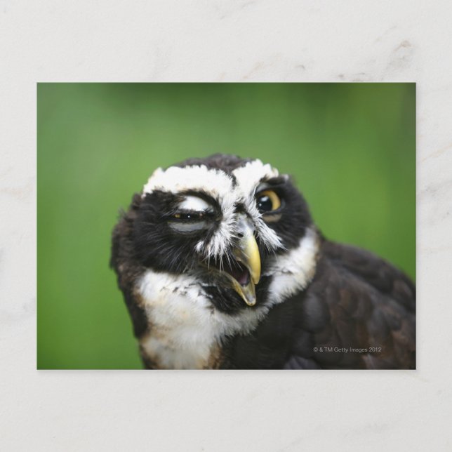 Carte Postale Chouette tachetée (Pulsatrix perspicillata) (Devant)