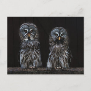 Carte Postale Chouettes