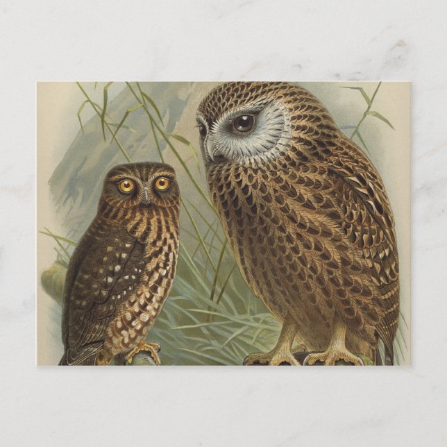 Carte Postale Chouettes (Devant)