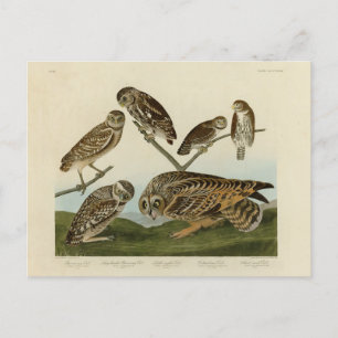 Carte Postale Chouettes brulantes - d'Audubon's Birds of America