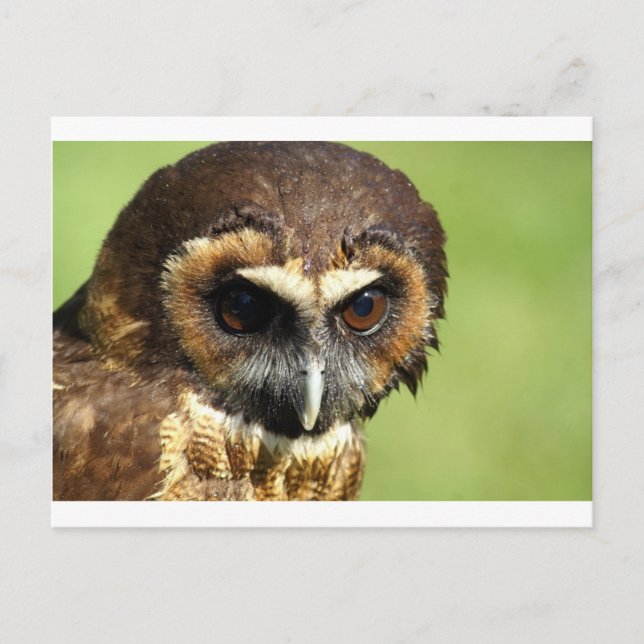 Carte Postale Chouettes Oiseaux animaux Nature Parc Arbre Harmon (Devant)
