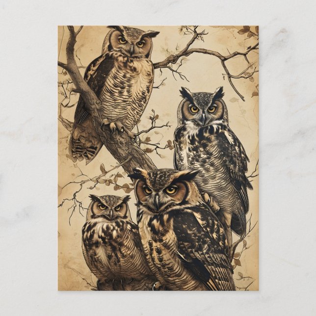 Carte Postale Chouettes vintages astucieuses (Devant)