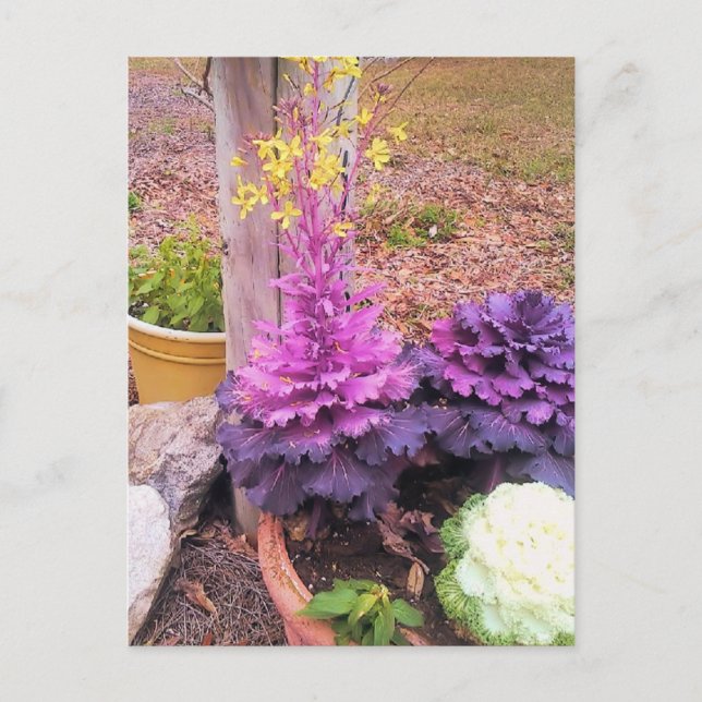 Carte Postale Choux ornementaux à fleurs de printemps (Devant)