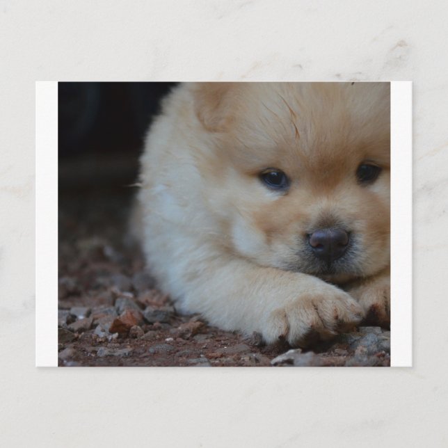 Carte Postale chow chiot.png (Devant)