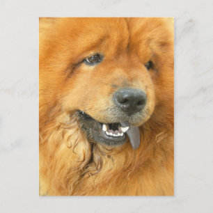 Carte Postale Chow Chow
