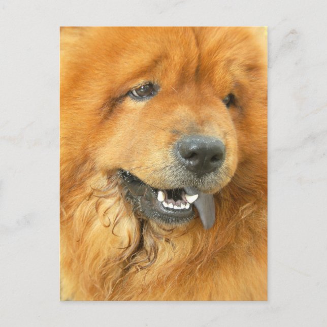 Carte Postale Chow Chow (Devant)